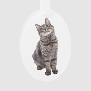Niedliche Tablettenkatze Ornament