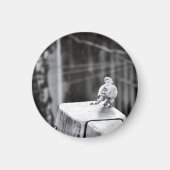 Niedliche Taube Magnet (Vorne)