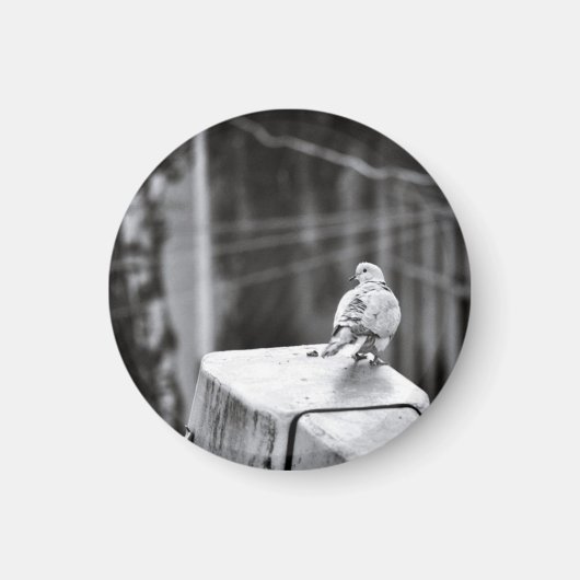 Niedliche Taube Magnet (Vorne)