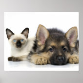 Niedliche Tiere Poster (Vorne)