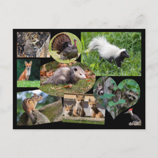Niedliche Tiere Postkarte