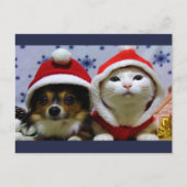 Niedliche Tiere Postkarte (Vorderseite)