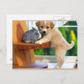 Niedliche Tiere Postkarte (Vorne/Hinten)