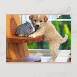Niedliche Tiere Postkarte