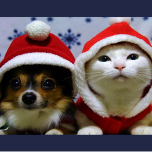 Niedliche Tiere Postkarte