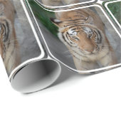 Niedliche Tiger Geschenkpapier (Rolleneckpunkt)