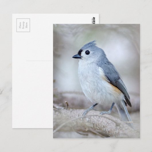 Niedliche Titmaus Postkarte (Vorne/Hinten)