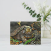 Niedliche Tortoise Evaaar Postkarte (Stehend Vorderseite)