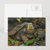 Niedliche Tortoise Evaaar Postkarte (Vorne/Hinten)