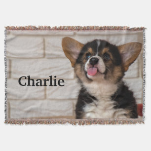 Niedliche Tri color Pembroke Welsh Corgi Welppy Do Decke