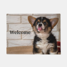 Niedliche Tri color Pembroke Welsh Corgi Welppy Do