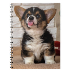 Niedliche Tri color Pembroke Welsh Corgi Welppy Do Notizblock