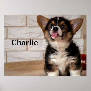 Niedliche Tri color Pembroke Welsh Corgi Welppy Do Poster