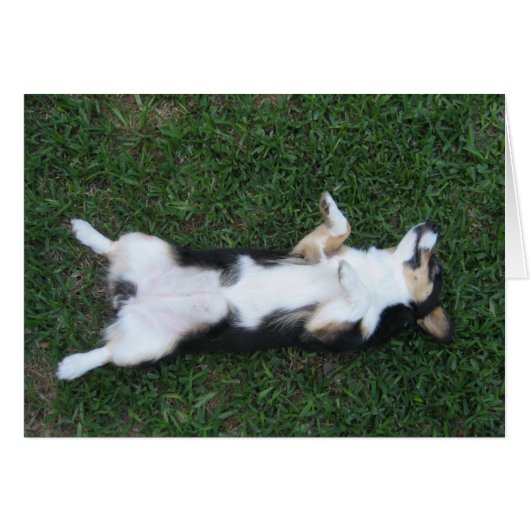 Niedliche Tricolor Corgi Belly Fotokarte (Vorderseite (Horizontal))