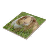 Niedliche Tricolor-Guinea Schweinefleisch in Grüng Fliese (Seite)