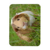 Niedliche Tricolor-Guinea Schweinefleisch in Grüng Magnet (Vertikal)