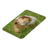 Niedliche Tricolor-Guinea Schweinefleisch in Grüng Magnet (Linke Seite)