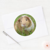 Niedliche Tricolor-Guinea Schweinefleisch in Grüng Runder Aufkleber (Umschlag)