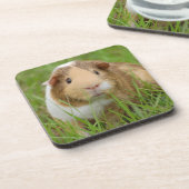 Niedliche Tricolor-Guinea Schweinefleisch in Grüng Untersetzer (Linke Seite)