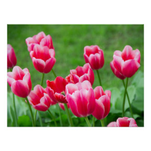 Niedliche Tulips im Garten Poster