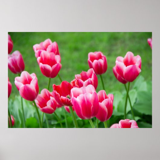 Niedliche Tulips im Garten Poster (Vorne)