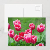 Niedliche Tulips im Garten Postkarte (Vorne/Hinten)