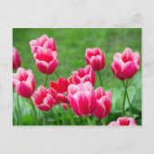 Niedliche Tulips im Garten Postkarte (Vorderseite)