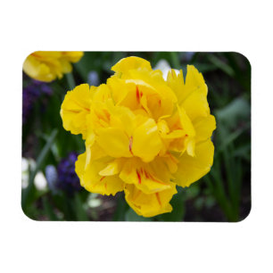 Niedliche Tulpen im Garten Magnet