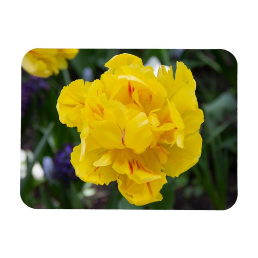 Niedliche Tulpen im Garten Magnet (Horizontal)