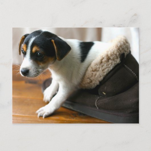 Niedliche Ugg Puppy Postcard (Jack Russell Terrier Postkarte (Vorderseite)
