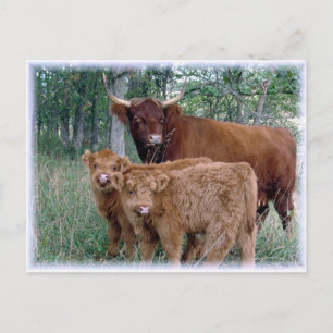 Niedliche und adorable fettige Highland-Kälber Postkarte