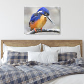 Niedliche und farbenfrohe Kingfisher oder Alcedini Leinwanddruck (Insitu (Schlafzimmer))
