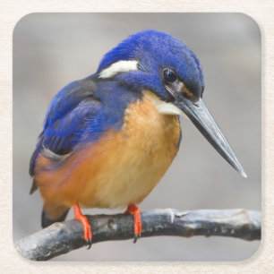 Niedliche und farbenfrohe Kingfisher oder Alcedini Rechteckiger Pappuntersetzer