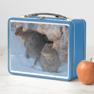 Niedliche und glückliche Quokkas am Strand Austral Metall Brotdose