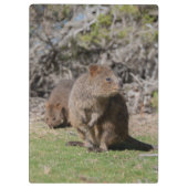 Niedliche und glückliche Quokkas in Australien Klemmbrett (Rückseite)