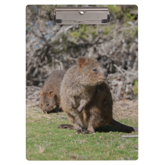 Niedliche und glückliche Quokkas in Australien Klemmbrett (Vorderseite)