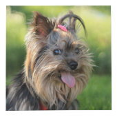 Niedliche und lustige Hunde (und/oder IHRE Fotos) Würfel (Rechts)