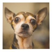 Niedliche und lustige Hunde (und/oder IHRE Fotos) Würfel (Vorderseite)