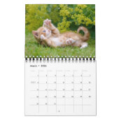 Niedliche und lustige Kittens Cat Foto — Kalender (Mär 2026)