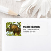 Niedliche und merkwürdige Eichhörnchenfotografie (Insitu)