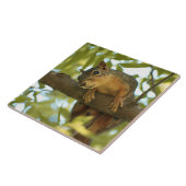 Niedliche und merkwürdige Eichhörnchenfotografie Fliese (Seite)