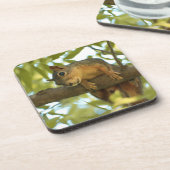 Niedliche und merkwürdige Eichhörnchenfotografie Getränkeuntersetzer (Linke Seite)