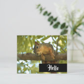 Niedliche und merkwürdige Eichhörnchenfotografie Postkarte (Stehend Vorderseite)