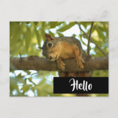 Niedliche und merkwürdige Eichhörnchenfotografie Postkarte (Vorderseite)