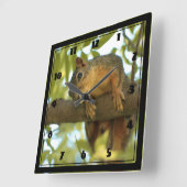 Niedliche und merkwürdige Eichhörnchenfotografie Quadratische Wanduhr (Winkel)