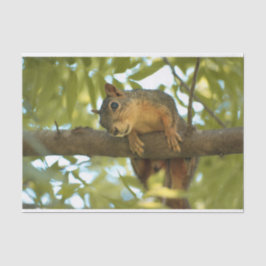 Niedliche und merkwürdige Eichhörnchenfotografie Seidenpapier