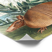 Niedliche Vintage Armadillo Illustration Poster (Ecke)
