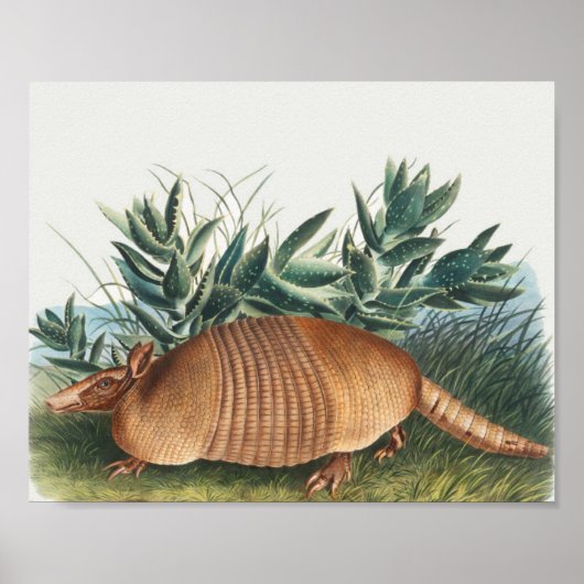 Niedliche Vintage Armadillo Illustration Poster (Vorne)