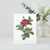 Niedliche Vintage Rose Botanische Schöne Blüte Postkarte (Stehend Vorderseite)
