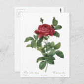 Niedliche Vintage Rose Botanische Schöne Blüte Postkarte (Vorne/Hinten)